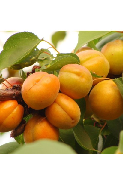 Абрикос Харгранд пізній | Абрикос Харгранд поздний | Prunus armeniaca Hargrand